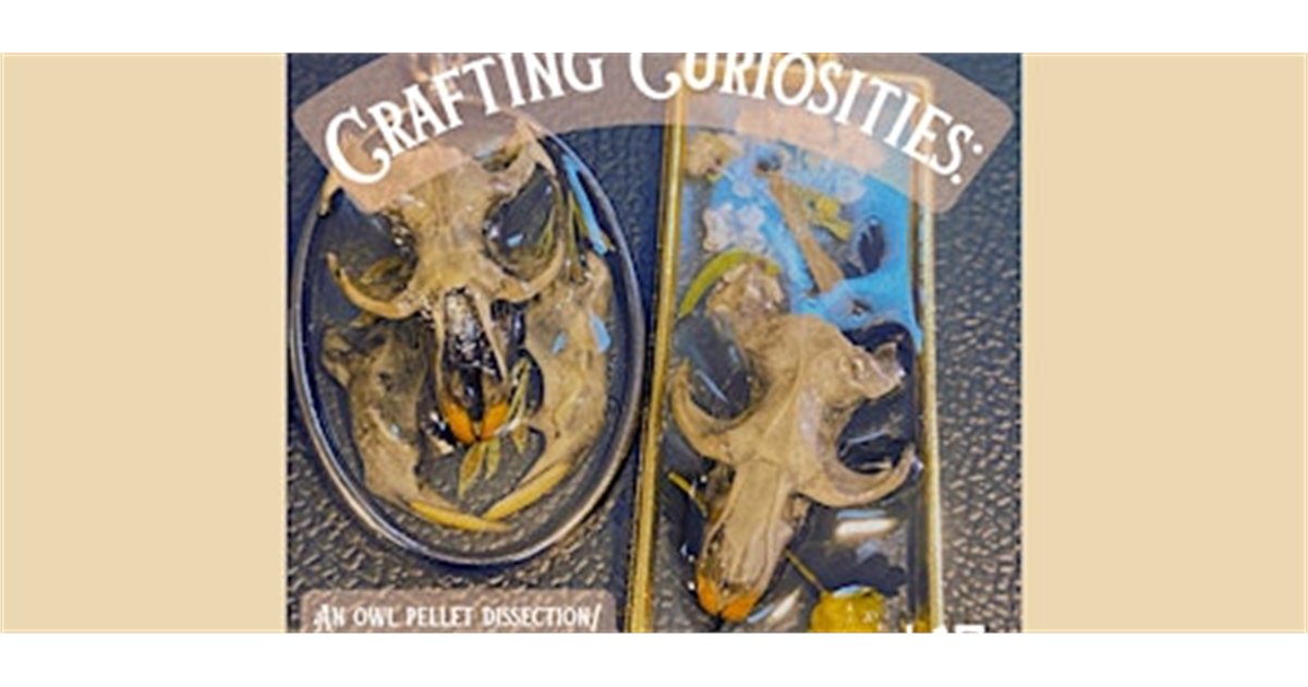 Crafting Curiosities: Owl Pellet Dissection/Jewelry Making Workshop at The Insect Asylum, 2870 N Milwaukee Ave, chicago, IL 60618