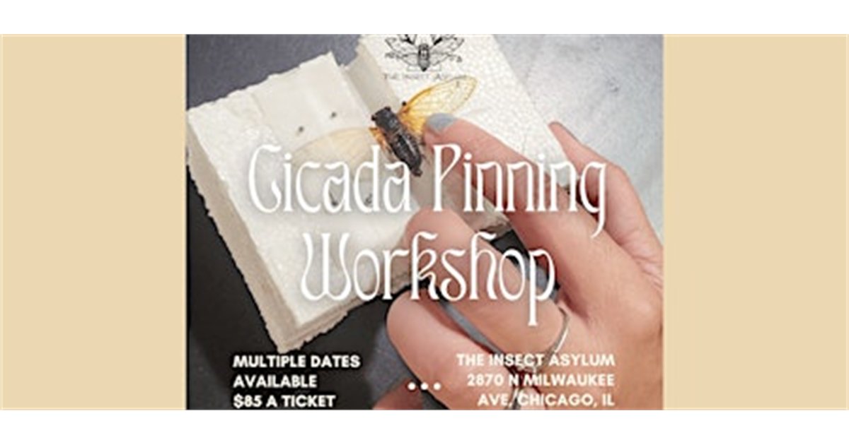 Cicada Pinning Workshops at The Insect Asylum, 2870 N Milwaukee Ave, chicago, IL 60618