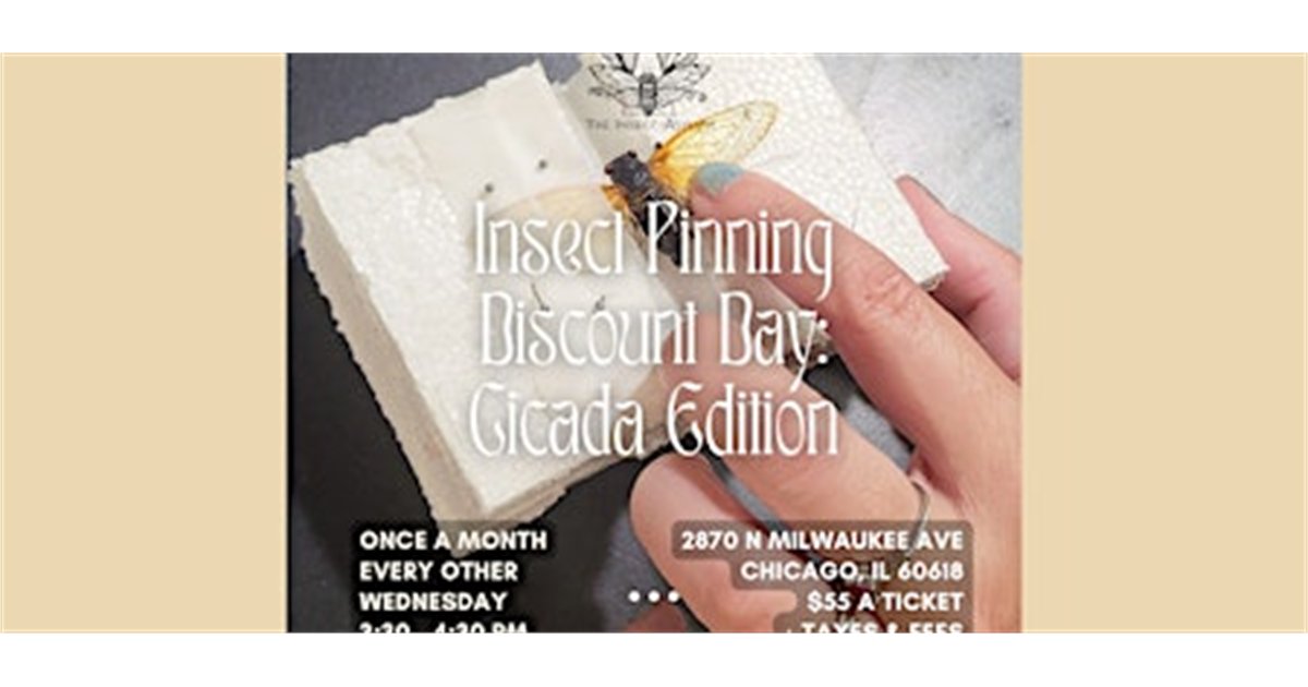 Insect Pinning Discount Day: Cicada Edition at The Insect Asylum, 2870 N Milwaukee Ave, chicago, IL 60618