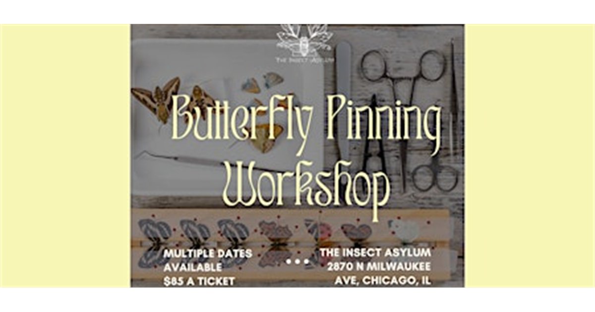 Butterfly Pinning Workshops at The Insect Asylum, 2870 N Milwaukee Ave, chicago, IL 60618