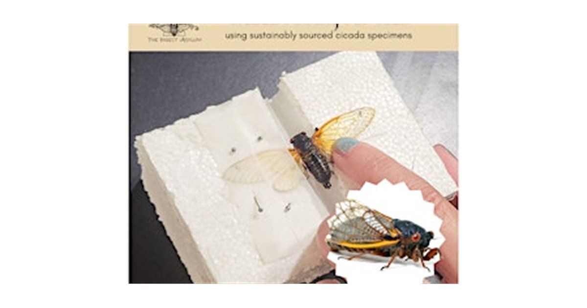 Cicada Pinning for Kids ages 5-17 at The Insect Asylum, 2870 N Milwaukee Ave, chicago, IL 60618