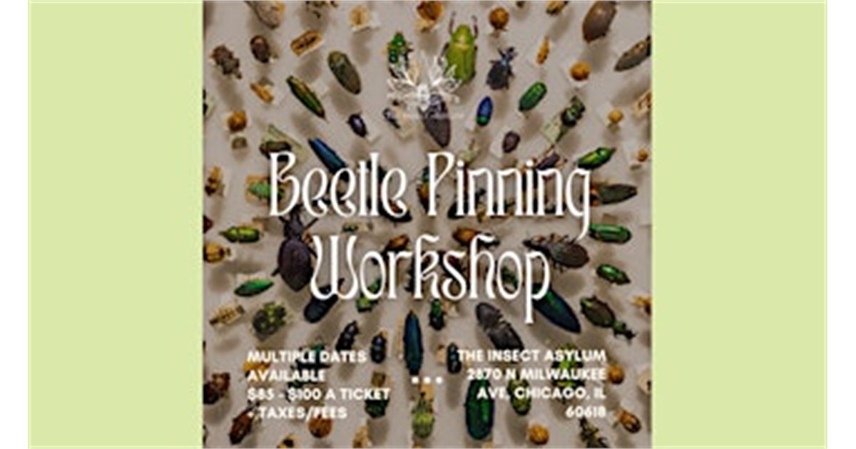 Beetle Pinning Workshops at The Insect Asylum, 2870 N Milwaukee Ave, chicago, IL 60618